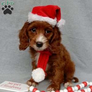 Scout, Cavapoo Puppy